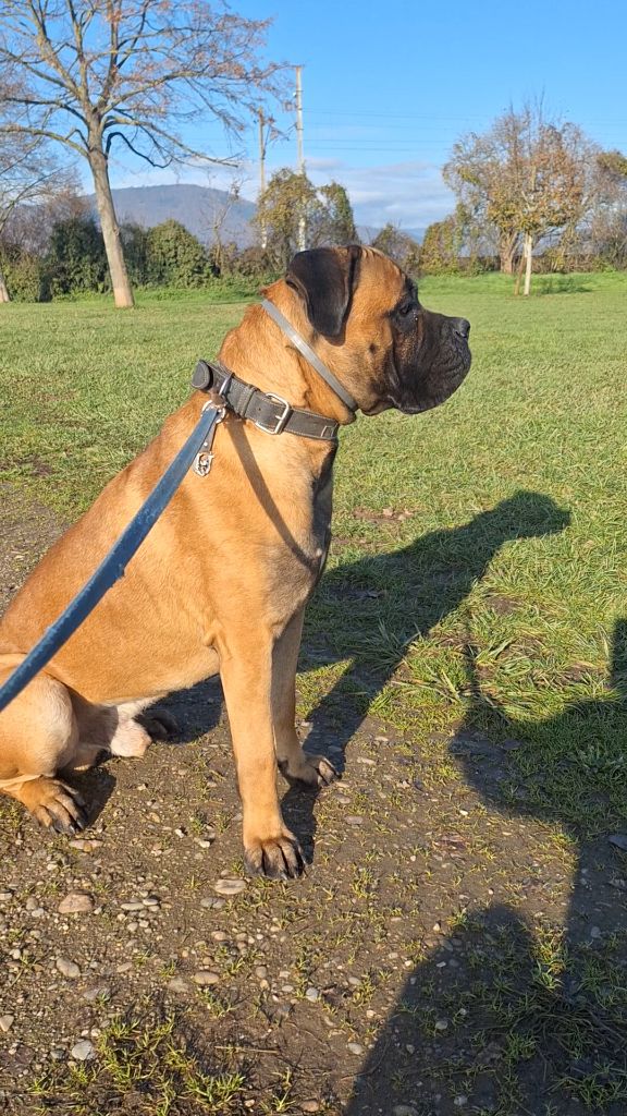 Urion Des Gardiens Du Vaulgrenant