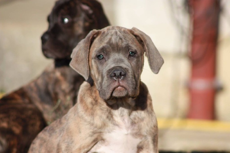 Des Gardiens Du Vaulgrenant - Chiots disponibles - Cane Corso