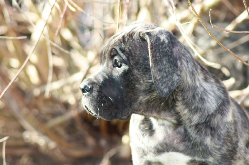 Des Gardiens Du Vaulgrenant - Chiots disponibles - Cane Corso